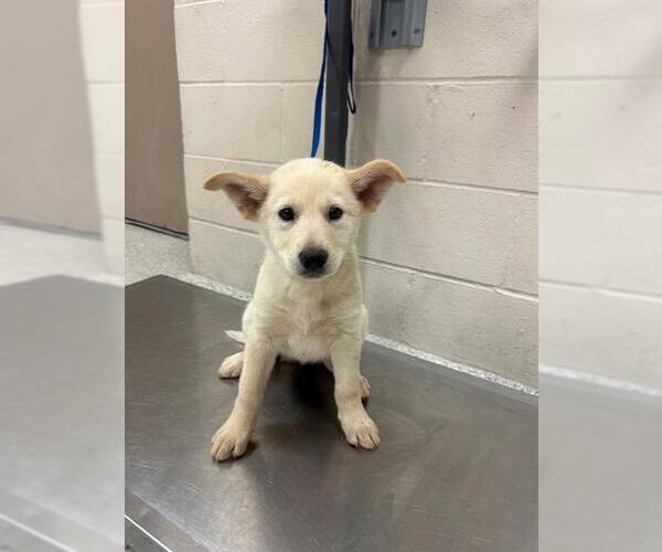 Medium Photo #1 American Pit Bull Terrier-German Shepherd Dog Mix Puppy For Sale in Conroe, TX, USA