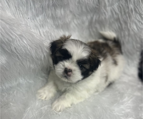 Medium Photo #8 Shih Tzu Puppy For Sale in MEMPHIS, TN, USA