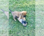 Small Photo #2 Belgian Malinois Puppy For Sale in FAIRPLAY, MD, USA