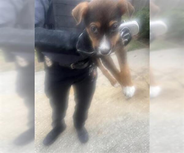 Medium Photo #1 German Shepherd Dog-Unknown Mix Puppy For Sale in Houston, TX, USA