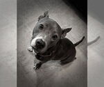 Small #3 Mutt