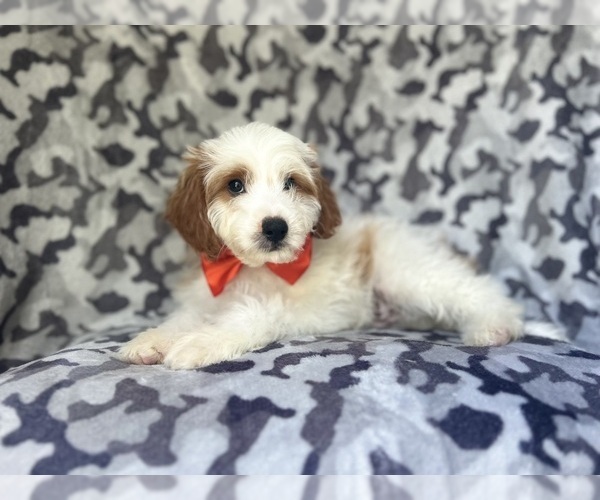Medium Photo #8 Cavapoo Puppy For Sale in LAKELAND, FL, USA