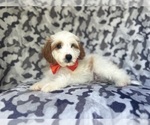 Small #7 Cavapoo