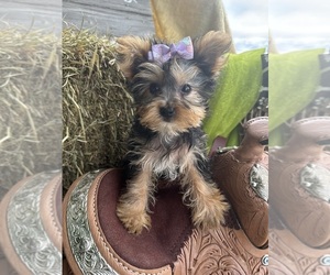 Yorkshire Terrier Puppy for sale in LANCASTER, MO, USA