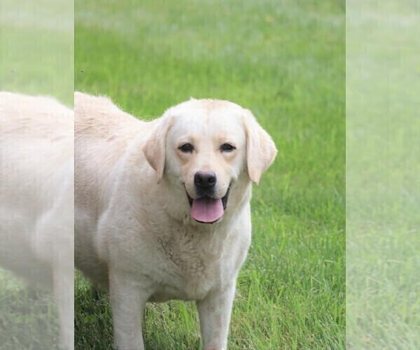 Medium Photo #3 Labrador Retriever Puppy For Sale in SYRACUSE, IN, USA