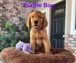 Puppy Purple Collar Golden Retriever