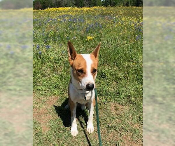 Medium Photo #11 Australian Kelpie-Basenji Mix Puppy For Sale in Houston, TX, USA