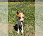 Small #10 Australian Kelpie-Basenji Mix