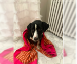 Small #3 English Springer Spaniel Mix