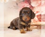 Puppy Rose Dachshund