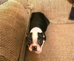 Puppy Roomba Boston Terrier