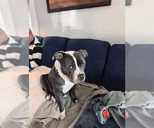 Medium Photo #1 Mutt Puppy For Sale in Louisville, KY, USA