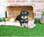 Small #3 Schnauzer (Miniature)
