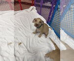 Small #5 American Pit Bull Terrier-American Staffordshire Terrier Mix