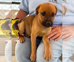 Small Boxer-Retriever  Mix