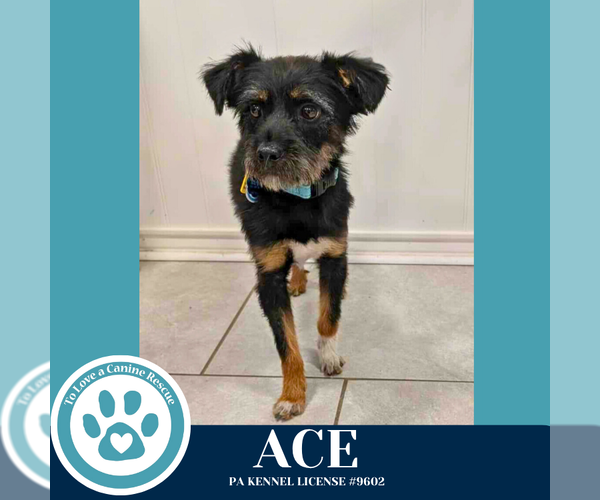 Medium Photo #2 Mutt Puppy For Sale in Kimberton, PA, USA