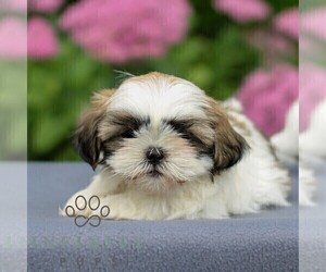 Shih Tzu Puppy for sale in GORDONVILLE, PA, USA