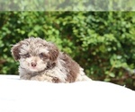 Image preview for Ad Listing. Nickname: Twinkle