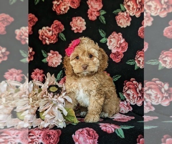 Medium Photo #1 Cock-A-Poo Puppy For Sale in LANCASTER, PA, USA