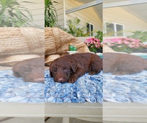 Labradoodle Puppy for sale in FRESNO, CA, USA