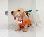 AKC Charlie - Male Dachshund Puppy for Sale - Photo #2