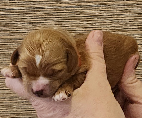 Medium Photo #2 Goldendoodle Puppy For Sale in SAN TAN VALLEY, AZ, USA