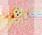 Small #5 Poodle (Toy)