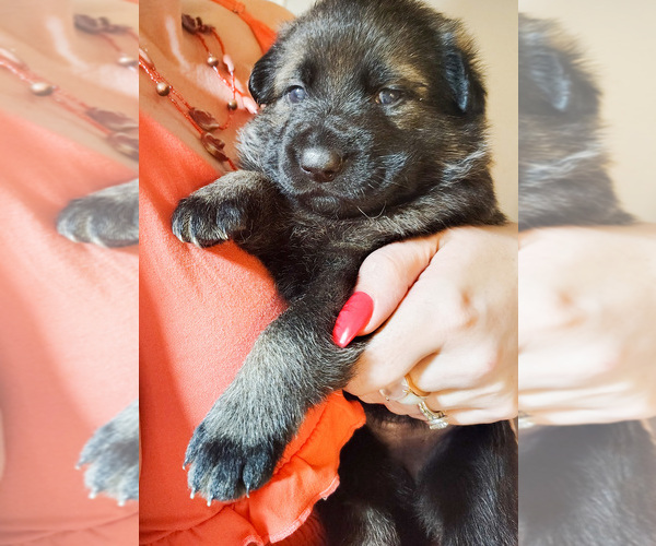 Medium Photo #3 German Shepherd Dog Puppy For Sale in PITTSBURGH, PA, USA