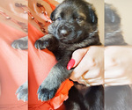 Small #2 German Shepherd Dog