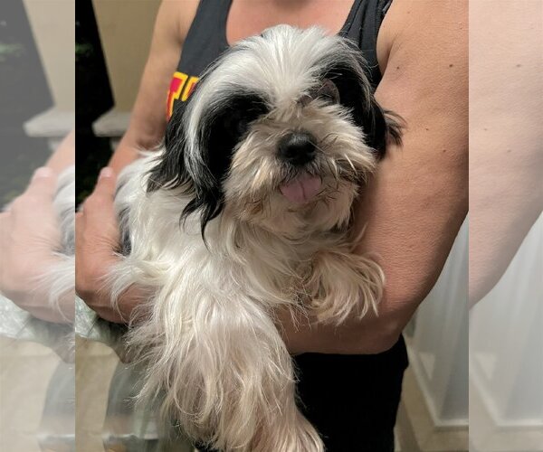 Medium Photo #5 Shih Tzu Puppy For Sale in Dana Point, CA, USA