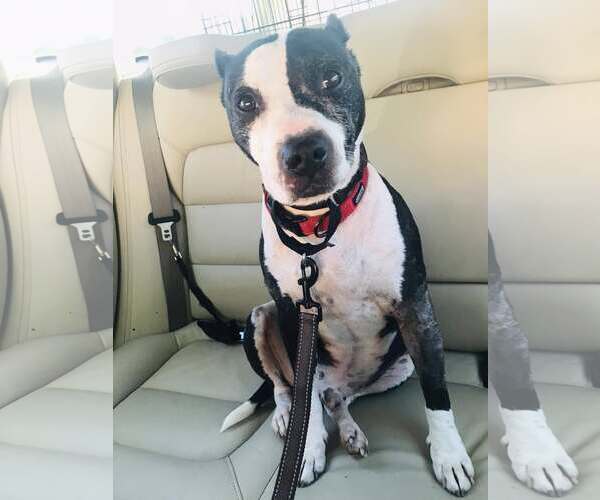 Medium Photo #2 American Staffordshire Terrier-Unknown Mix Puppy For Sale in Arlington, VA, USA