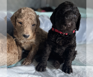 Goldendoodle Litter for sale in SACRAMENTO, CA, USA