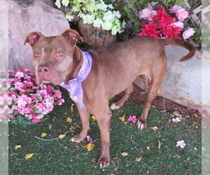 American Staffordshire Terrier Dogs for adoption in Oklahoma City, OK, USA