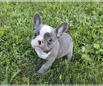 Puppy Lexie French Bulldog