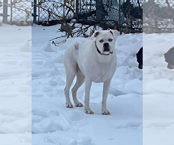 Medium Photo #1 Boxer-Unknown Mix Puppy For Sale in Westminster, MD, USA