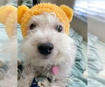 Small #3 Poodle (Miniature) Mix
