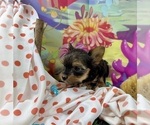 Small #6 Yorkshire Terrier