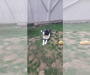 Akita-Great Pyrenees Mix Puppy for sale in BELFAIR, WA, USA