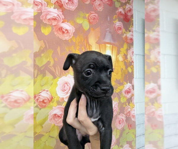 Medium Photo #1 Chihuahua-Unknown Mix Puppy For Sale in San Bernardino, CA, USA