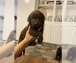 Small Photo #9 Labrador Retriever Puppy For Sale in HOLLYWOOD, AL, USA