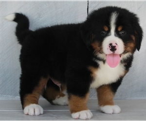 Bernese Mountain Dog Puppy for sale in FREDERICKSBURG, OH, USA