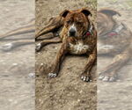 Small #3 American Pit Bull Terrier Mix
