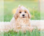 Small Photo #12 Poodle (Miniature) Puppy For Sale in WARSAW, IN, USA
