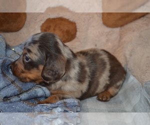 Dachshund Puppy for Sale in GREENWOOD, Wisconsin USA