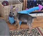 Small #1 Chorkie