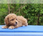 Small #11 Poodle (Toy)