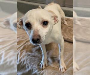 Chihuahua Dogs for adoption in San Martin, CA, USA