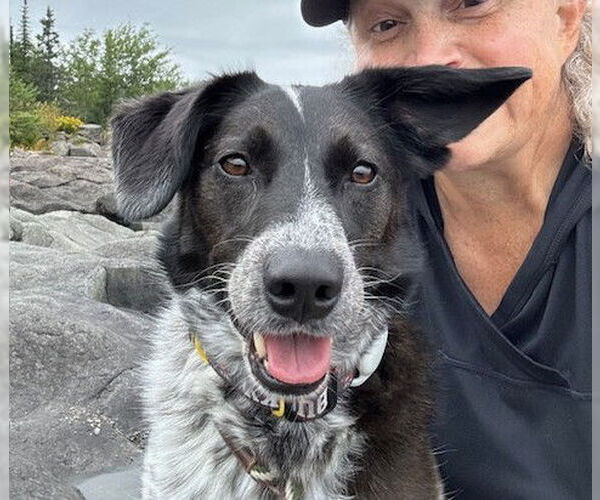 Medium Photo #5 Border Collie-Unknown Mix Puppy For Sale in Crystal, MN, USA
