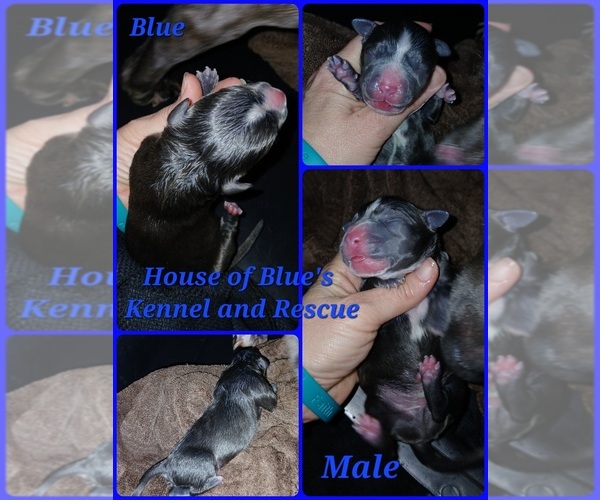 Medium Photo #1 American Pit Bull Terrier Puppy For Sale in DELAWARE, OH, USA