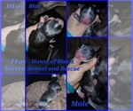 Image preview for Ad Listing. Nickname: Blue Male